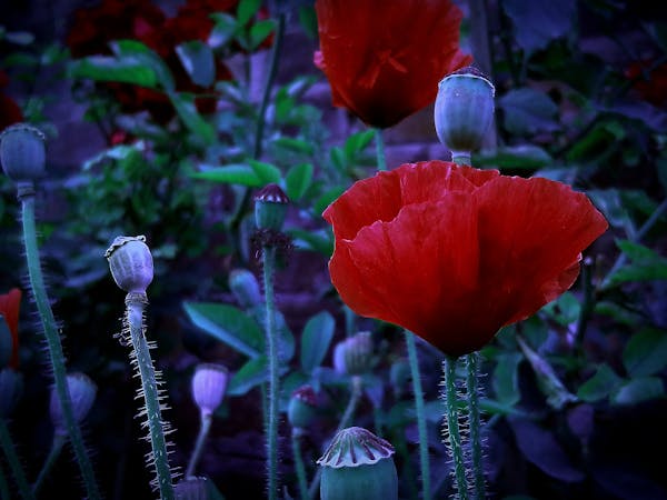 Empty container handler dépôt conteneurs vides